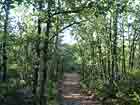 Waldst�ck im Quercy