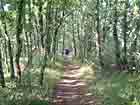 Waldweg