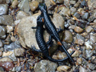 2 Salamander