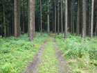 Waldweg vor Simmerberg