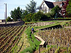 Rebberge von Gevrey-Chambertin