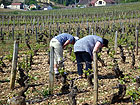 Winzer bei der Arbeit