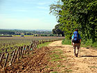 Weg am Waldrand