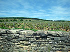 Corton Grand Cru