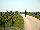 Auf dem Weg vor Beaune