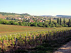 Rebberge in Mercurey