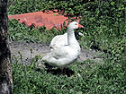 Gans