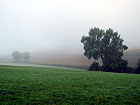 Morgennebel