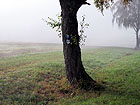 Morgennebel