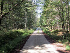 Waldweg
