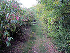 Waldpfad