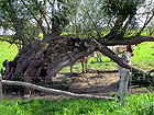 Uralter Baum