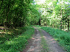 Waldweg