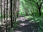 Waldweg