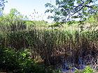 Natur