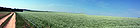 Feld