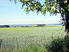 Feld