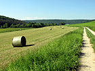 Wiese