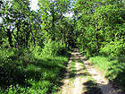 Waldweg