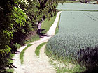 Weg am Waldrand