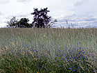 Kornfeld