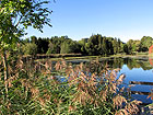 Teich