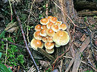 Pilze