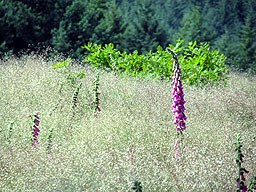 Blumen